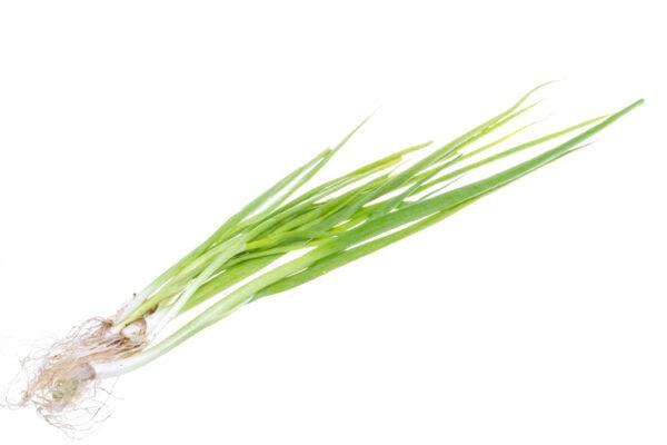 Green Onion